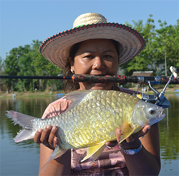 1236_Tim Webb_Lemon Barb_Hypsibarbus wetmorei.jpg 1236_Tim Webb_Lemon Barb_Hypsibarbus wetmorei.jpg